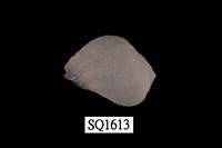 藏品(紫口珊瑚螺)的圖片